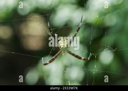 Ragno da giardino hawaiano o ragno a banana, Argiope appensa, adulto singolo in web, Bogor, Giacarta, Indonesia Foto Stock