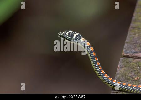 Serpente volante paradiso o serpente albero paradiso, Chrysopelea paradisi, adulto singolo sul lungomare, Sungei Buloh, Singpore Foto Stock