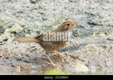 Babbler puff-throated Babbler, Pellorneum ruficeps, singolo adulto in piedi a terra, Wat Thom, Thailandia Foto Stock