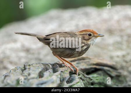 Babbler puff-throated Babbler, Pellorneum ruficeps, singolo adulto in piedi a terra, Wat Thom, Thailandia Foto Stock