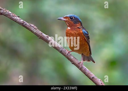 Mughetto di roccia dalla gola bianca, Monticola gularis, maschio adulto singolo arroccato a terra, Wat Thom, Thailandia Foto Stock