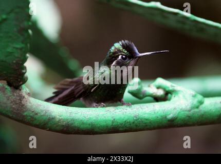 Gemma di montagna dalla gola viola maschile, Lampornis calolaemus, Trochilidae. Monteverde, Costa Rica. Un piccolo colibrì. Foto Stock