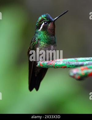 Gemma di montagna dalla gola viola maschile, Lampornis calolaemus, Trochilidae. Monteverde, Costa Rica. Un piccolo colibrì. Foto Stock