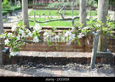 Bella fioritura primaverile sull'albero da frutto stepover Adams o sulla mela Pearmain malus domestica di Adams nel giardino inglese di aprile Foto Stock