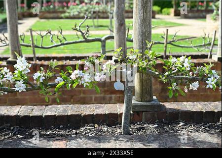 Bella fioritura primaverile sull'albero da frutto stepover Adams o sulla mela Pearmain malus domestica di Adams nel giardino inglese di aprile Foto Stock