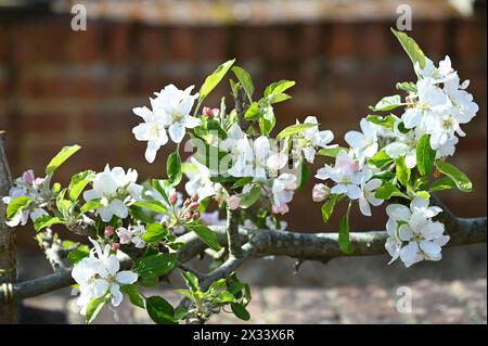 Bella fioritura primaverile sull'albero da frutto stepover Adams o sulla mela Pearmain malus domestica di Adams nel giardino inglese di aprile Foto Stock