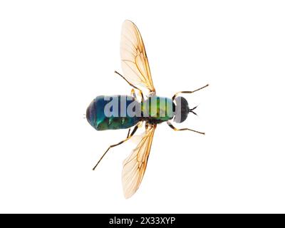 Ampia mosca Centurion isolata su sfondo bianco, Chloromyia formosa femmina Foto Stock