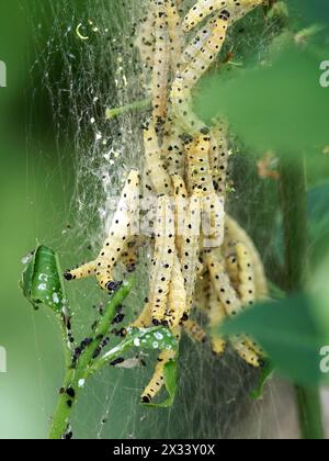 Caterpillars di ermine di ciliegia, Yponomeuta evonymella, kecskerágómoly, Budapest, Ungheria, Magyarország, Europa Foto Stock