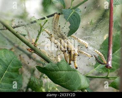 Caterpillars di ermine di ciliegia, Yponomeuta evonymella, kecskerágómoly, Budapest, Ungheria, Magyarország, Europa Foto Stock