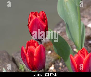 Tulip Couleur Cardinale Foto Stock
