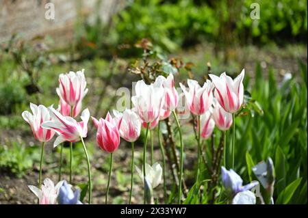 Fiori primaverili a righe rosse e bianche di tulipani fioriti di giglio Marilyn nel giardino inglese di aprile Foto Stock