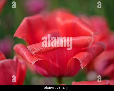 Primo piano con tulipani colorati Colofrul Foto Stock
