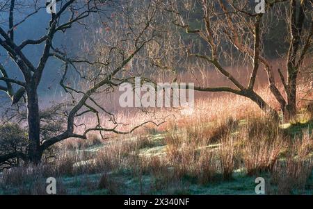 Una calda luce dorata contrasta con le fresche ombre gelide nel bosco che circonda Loweswater nel Lake District in una splendida mattinata autunnale. Foto Stock