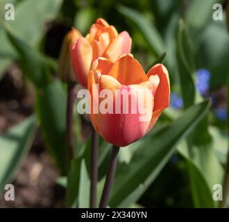 Tulip albicocca Foxx Foto Stock