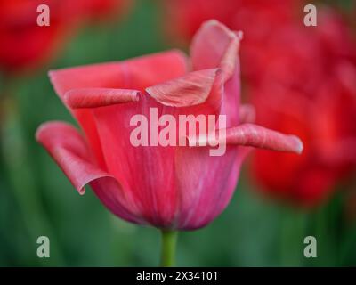 Primo piano con tulipani colorati Colofrul Foto Stock