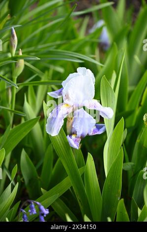 Delicati fiori primaverili viola pallido o malva di Germanica Iris "Florentina" barbuta nel giardino inglese di aprile Foto Stock
