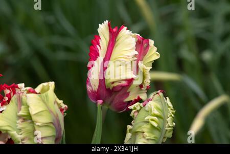 Tulip 'Estella Rijnveld' Foto Stock