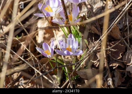 Fiori di croco primaverile nella foresta. All'inizio della primavera. Simbolo di pace e gioia. Foto Stock