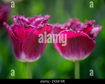 Primo piano con tulipani colorati Colofrul Foto Stock