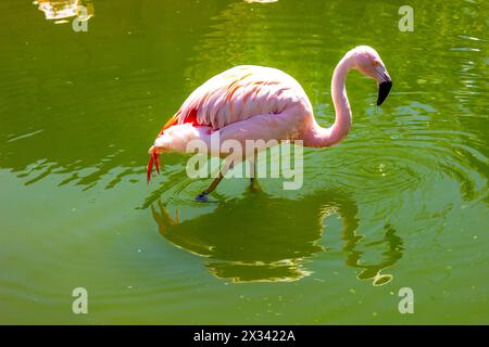 Lone Flamingo Wading in Pond presso lo zoo locale Foto Stock