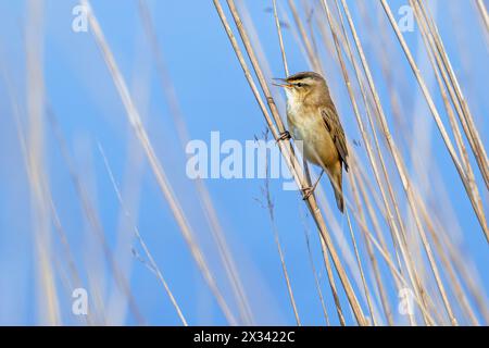 Parula delle siepi (Acrocephalus schoenobaenus) arroccata in un letto di canne e cantata/chiamata in primavera Foto Stock