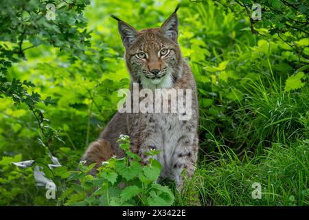 Lince eurasiatica (lince di Lynx) che riposa in un boschetto di foresta Foto Stock