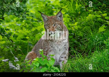Lince eurasiatica (lince di Lynx) che riposa in un boschetto di foresta Foto Stock