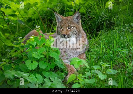 Lince eurasiatica (lince di Lynx) che riposa in un boschetto di foresta Foto Stock