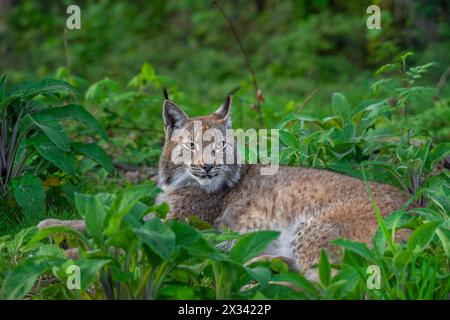 Lince eurasiatica (lince di Lynx) che riposa in un boschetto di foresta Foto Stock