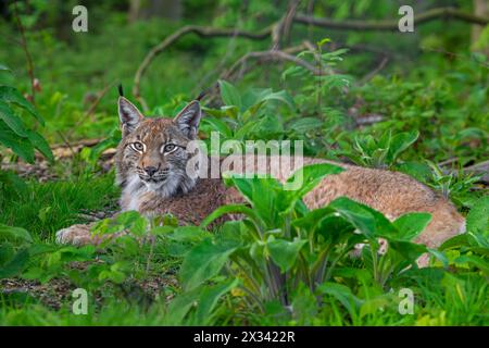 Lince eurasiatica (lince lince) che riposa nel sottobosco della foresta Foto Stock