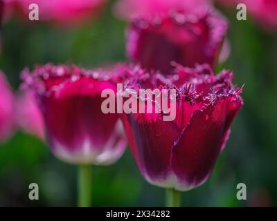 Primo piano con tulipani colorati Colofrul Foto Stock