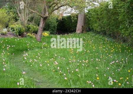 Specie di tulipani piantati nell'erba nei Burnby Hall Gardens Foto Stock