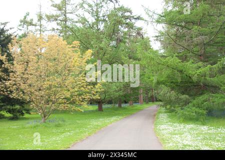 Percorso attraverso boschi, Kew Gardens, Royal Botanical Gardens, Kew, Richmond, Londra, Regno Unito; erba e alberi Foto Stock