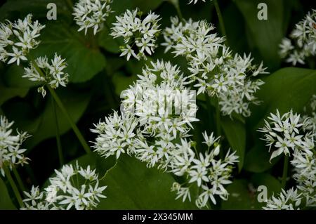 Allium ursinum, conosciuto come aglio selvatico, ramsons, cowleekes, porro di mucca, cowleek, Fibbiole, aglio a foglia larga, aglio di legno, porro d'orso, wild g eurasiatica Foto Stock