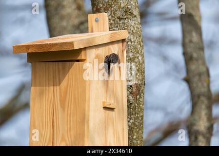 Starling Sturnus vulgaris alla birdhouse - primo piano Foto Stock