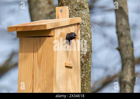 Starling Sturnus vulgaris alla birdhouse - primo piano Foto Stock