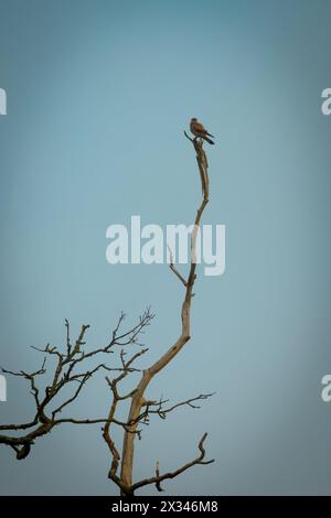 Kestrel appollaiato sul ramo dell'albero morto Foto Stock