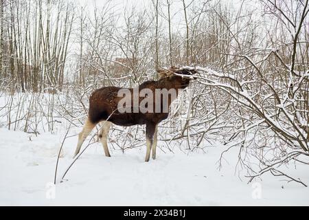 L'alce si nutre di rami di cespugli e alberi nel parco invernale. Foto Stock