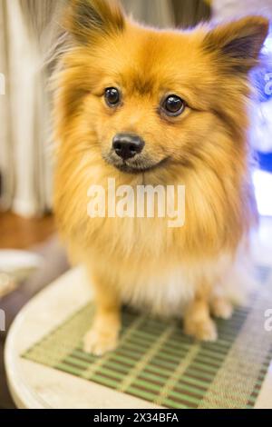 Cane rosso della pomerania che posa da vicino Foto Stock