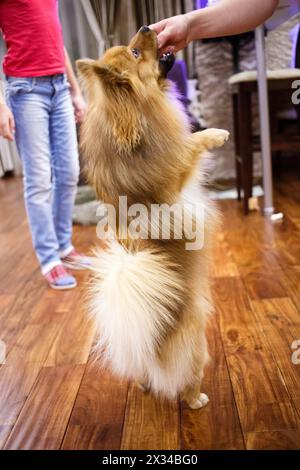 pomerania rossa in piedi sulle zampe posteriori per arrivare alle chicche in mano hostess Foto Stock