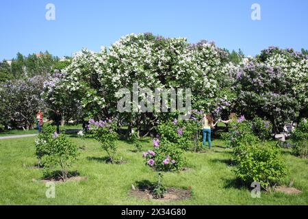 MOSCA - 25 MAGGIO 2015: Giardino lilla con arbusti fioriti a Mosca contro un cielo blu Foto Stock