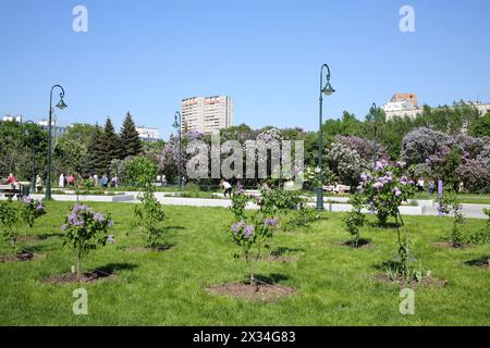 MOSCA - 25 MAGGIO 2015: Vicolo nel giardino lilla con arbusti fioriti a Mosca contro un cielo blu Foto Stock