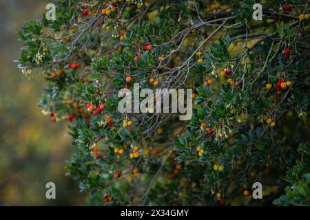 Albero di fragola, o sfondo chorleywood (Arbutus unedo). Frutti e fiori maturi e colorati di Arbutus unedo. Giorno di pioggia in giardino. Sfondo, morbido f Foto Stock