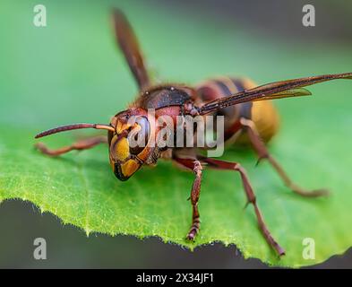 Macro e faccia a faccia con angelo basso vista del calabrone gigante (Vespa crabro), orizzontale Foto Stock