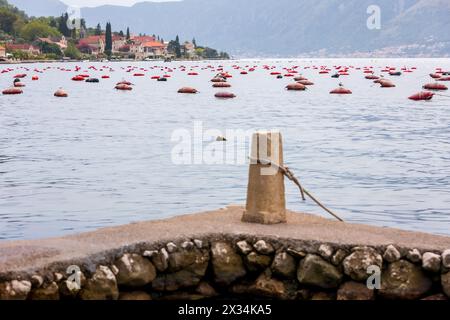 Allevamento di mitili e ostriche in Montenegro, baia di Cattaro e vista serale dell'antica città Foto Stock