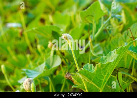 Infiorescenze Gourd o Calabash in flacone Foto Stock