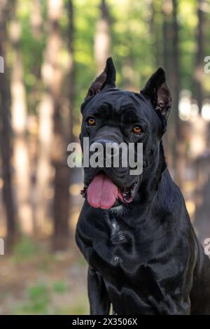 Foto della testa di un cane nero cane corso che posa per un ritratto con illuminazione naturale Foto Stock