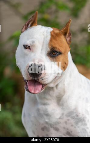 Foto ravvicinata di un cane americano Staffordshire Terrier bianco e rosso Foto Stock