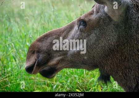 Mucca di alci in parco protetto areal in Estonia Foto Stock