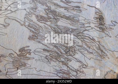 Corteccia dell'Australian Scribbly Gum Tree che mostra paura causata dalle larve dello Scribbly Gum Moth Foto Stock